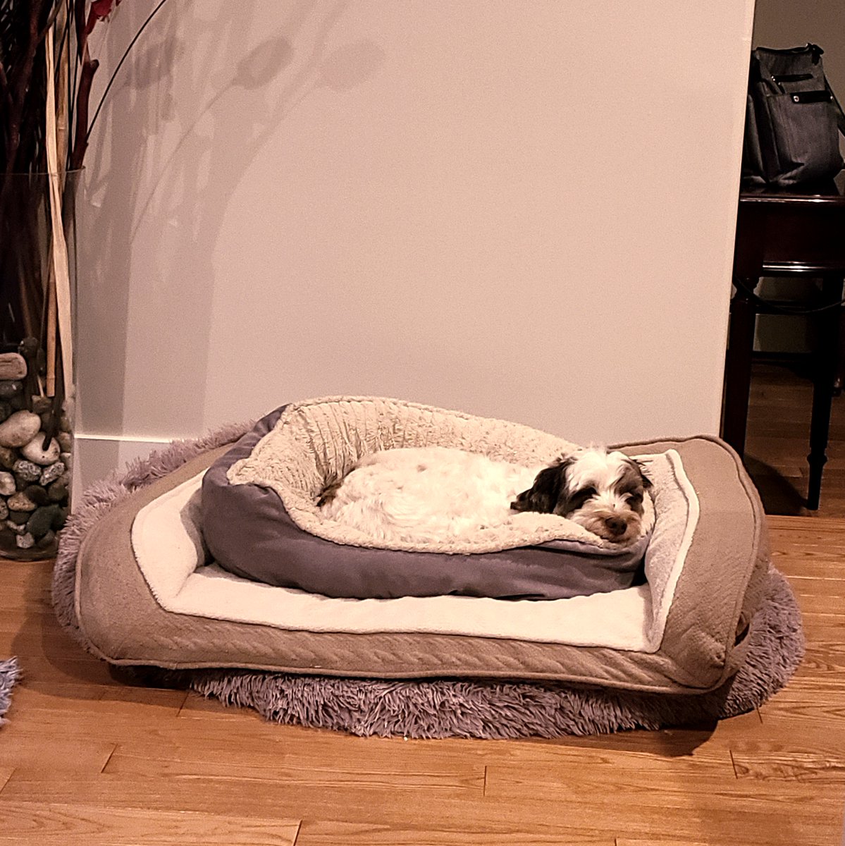 Nelson is now officially the Princess and the Pea, Havanese Edition. 
.
.#romcom #romanticcomedy #chicklit #newbooks #funny 
#dogs #dog #cute #pet #petstagram #animals #adorable #love