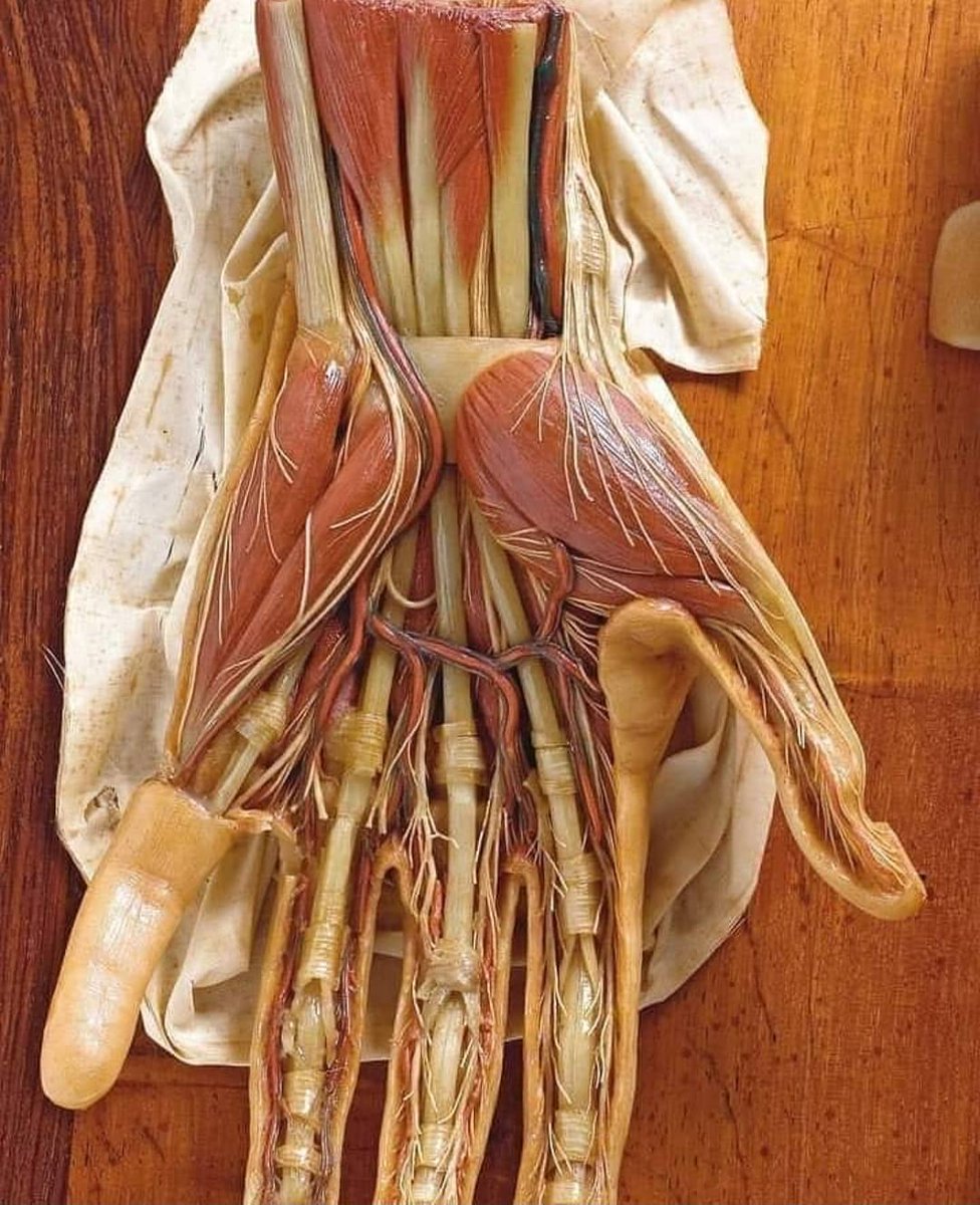 Bir elin kas ve tendonları