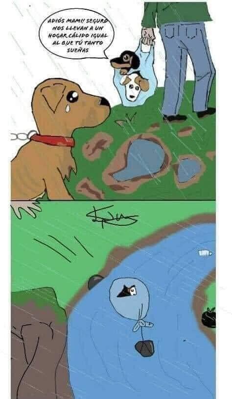 AdoptameNaucal1's tweet photo. Esta imagen tan DOLOROSA la veíamos tan común y salvamos a tantos! Que esperemos @angiemoyam incluya la protección y bienestar animal en nuestro municipio @azelarobinson @MascotasSismo  @SrInsoportable @UribeMerle @MarthaMoyaEdoMx @MxIvanRodriguez @dodorochan  @FansDeMiyagi https://t.co/9WcHeRObeZ