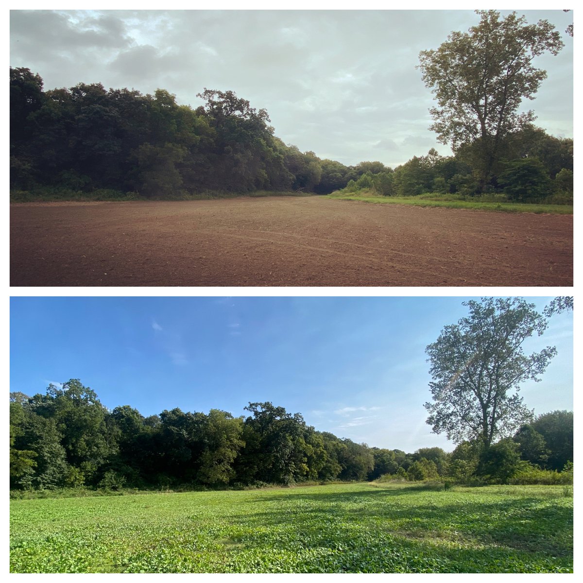 landco's tweet photo. Fall foodplots looking good! https://t.co/Zo7N7qoz2K