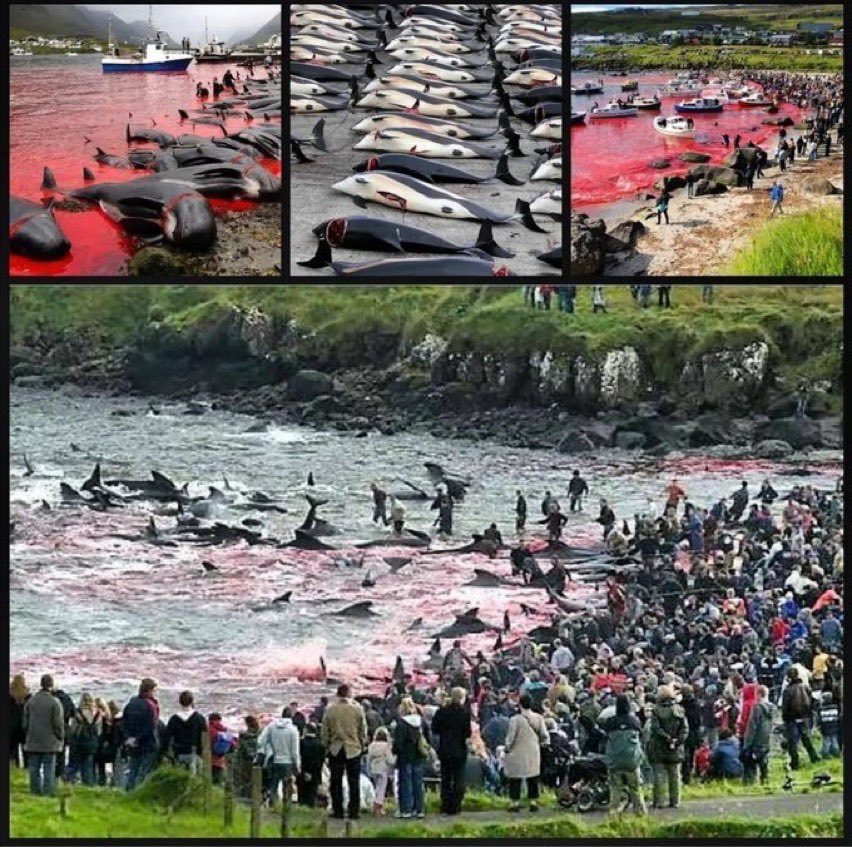 Other nations watch football, the Faroese watch the extermination of dolphins and pilot whales - why because they compete for fish, and fish exports are 95% of their GDP #BoycottFaroeIslandSalmon #BoycottFaroeIslands #STOPTHEGRIND @faroeislandsfo @VisitFaroe