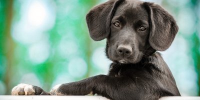 Our products for pets can help with Cancer Pain, Arthritis, Anxiety, Loss of appetite, Seizures, Aggressive Behavior.  It also fights inflammation. #pets