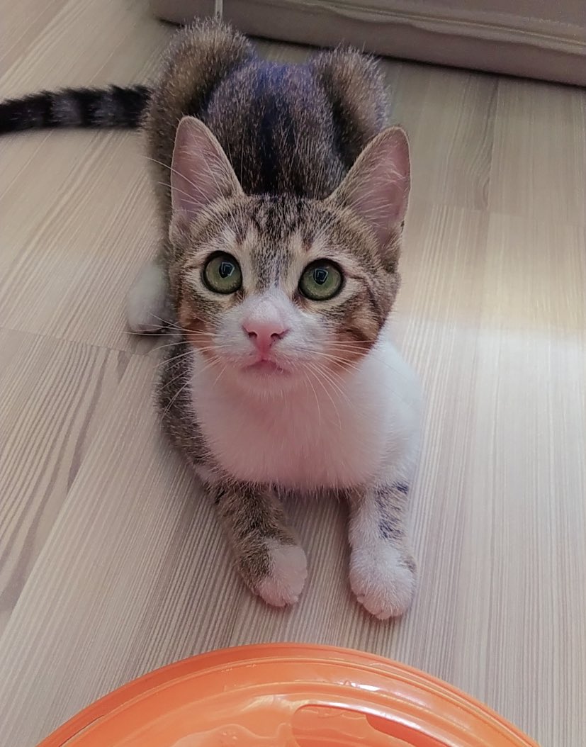 AsliBilicii's tweet photo. Üzülerek söylüyorum eğer yuva çıkmazsa bulunduğu sokağa geri bırakılacakmış. Geçici yuvasında vakti yokmuş.Hepinizden paylaşım desteği istiyorum.Bir ilanı paylaştığınızda bir çocuğun hayatını güzelleştirmeye ortak oluyorsunuz,nolur görüp geçmeyin,bu kızı el birliğiyle yuvalayalım https://t.co/nCdhhw27KD