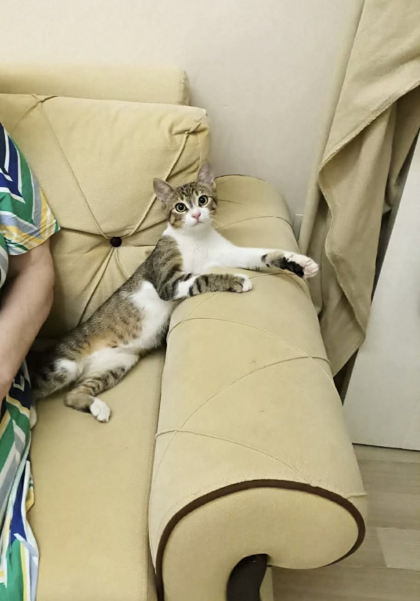 AsliBilicii's tweet photo. Üzülerek söylüyorum eğer yuva çıkmazsa bulunduğu sokağa geri bırakılacakmış. Geçici yuvasında vakti yokmuş.Hepinizden paylaşım desteği istiyorum.Bir ilanı paylaştığınızda bir çocuğun hayatını güzelleştirmeye ortak oluyorsunuz,nolur görüp geçmeyin,bu kızı el birliğiyle yuvalayalım https://t.co/nCdhhw27KD