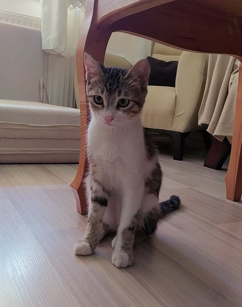 AsliBilicii's tweet photo. Üzülerek söylüyorum eğer yuva çıkmazsa bulunduğu sokağa geri bırakılacakmış. Geçici yuvasında vakti yokmuş.Hepinizden paylaşım desteği istiyorum.Bir ilanı paylaştığınızda bir çocuğun hayatını güzelleştirmeye ortak oluyorsunuz,nolur görüp geçmeyin,bu kızı el birliğiyle yuvalayalım https://t.co/nCdhhw27KD