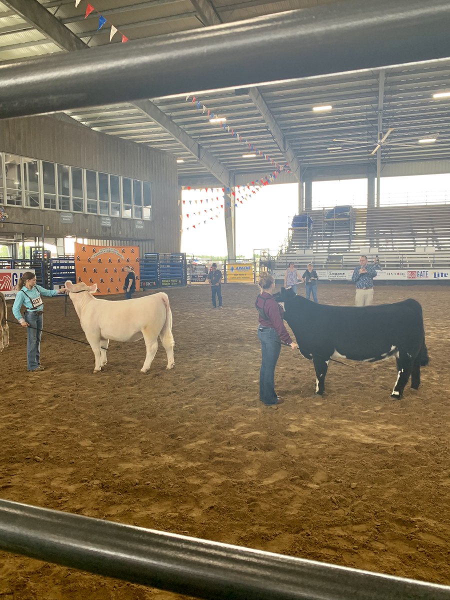 cbhsffa's tweet photo. Congrats to our heifer exhibitors! Brianna placed 2nd in her class, & Peyton won 2nd in a tough class. Naomi placed 1st in her class & won Reserve Champion Exotic Heifer. Peyton & Naomi competed in the showmanship division & Naomi placed in the top 3. Great job girls! #cbhsffa https://t.co/2bHYNhafLi