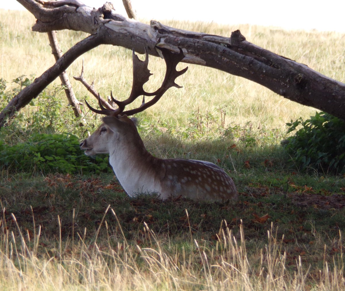 SarahpPhotogra1's tweet photo. Fallow Deer, taken at @AttinghamParkNT @NTmidlands @nationaltrust 

#photography #photographer #FallowDeer #Deer #Attingham #AttinghamPark #NationalTrust https://t.co/5yFeyvljgW
