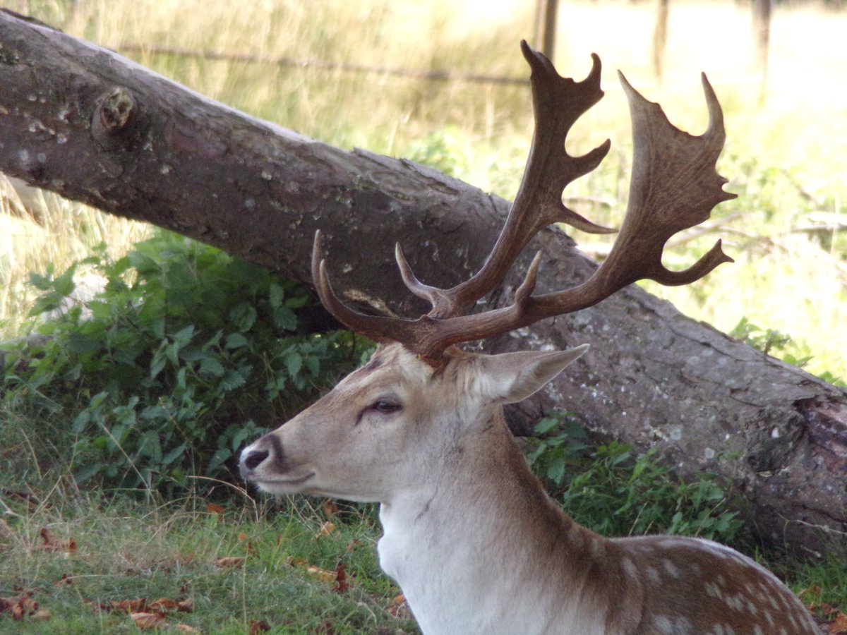 SarahpPhotogra1's tweet photo. Fallow Deer, taken at @AttinghamParkNT @NTmidlands @nationaltrust 

#photography #photographer #FallowDeer #Deer #Attingham #AttinghamPark #NationalTrust https://t.co/5yFeyvljgW