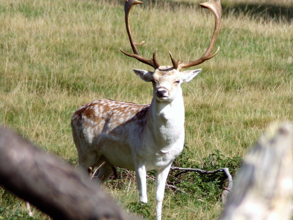 SarahpPhotogra1's tweet photo. Fallow Deer, taken at @AttinghamParkNT @NTmidlands @nationaltrust 

#photography #photographer #FallowDeer #Deer #Attingham #AttinghamPark #NationalTrust https://t.co/5yFeyvljgW