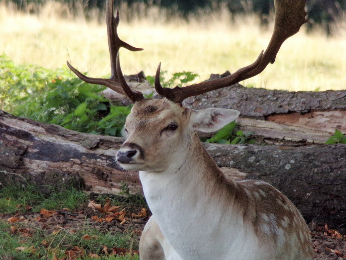 SarahpPhotogra1's tweet photo. Fallow Deer, taken at @AttinghamParkNT @NTmidlands @nationaltrust 

#photography #photographer #FallowDeer #Deer #Attingham #AttinghamPark #NationalTrust https://t.co/5yFeyvljgW