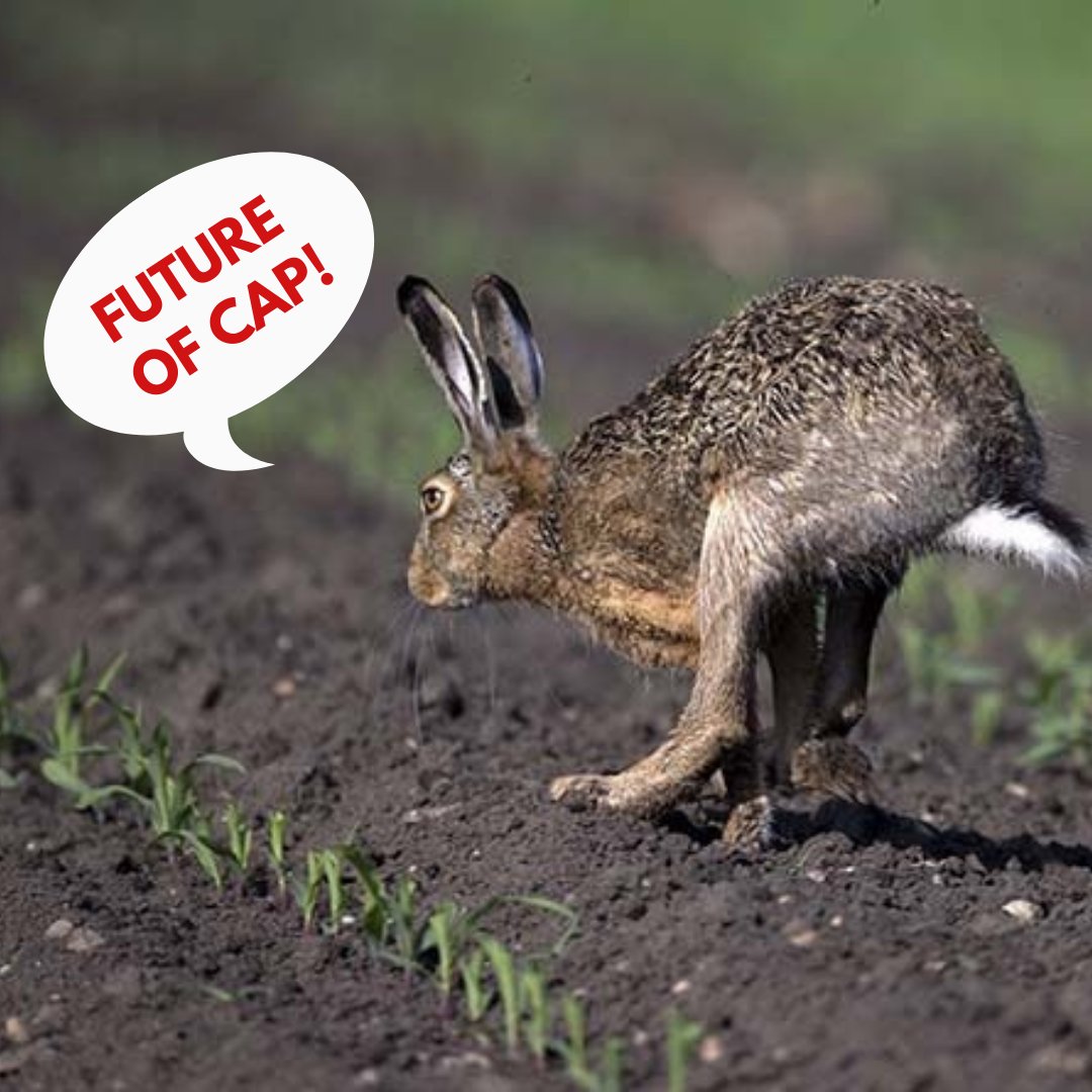 GA Statement Agreed: bit.ly/3EW4alf
🔴 Agricultural policy needs to deliver for #EUBiodiversity 
🔴Call 2 Action: European governments need to ensure this 
🔴#FutureofCAP draft: National policymakers need ambitious steps to address biodiversity loss on Europe’s farmland