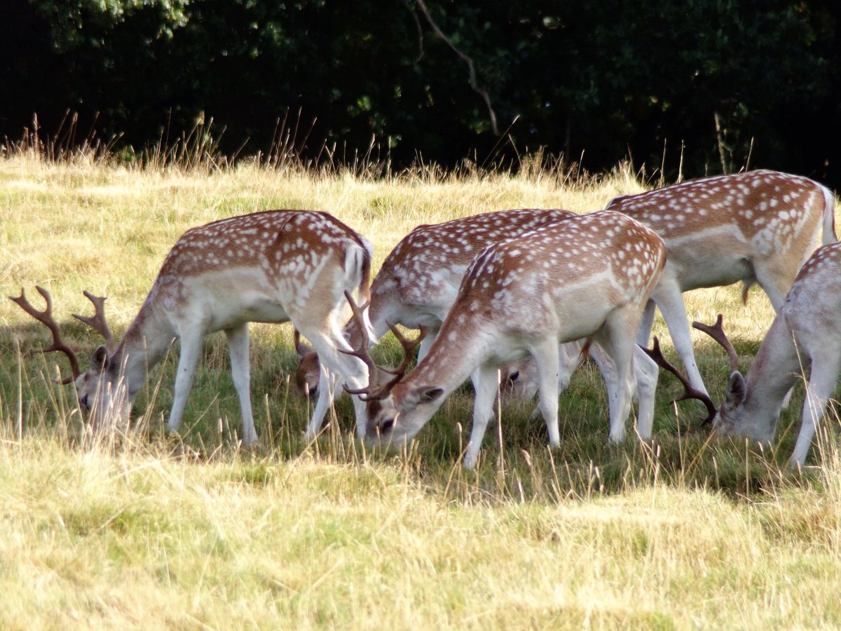SarahpPhotogra1's tweet photo. Fallow Deer, taken at @AttinghamParkNT @NTmidlands @nationaltrust 

#photography #photographer #FallowDeer #Deer #Attingham #AttinghamPark #NationalTrust https://t.co/bvo8UXOkDg
