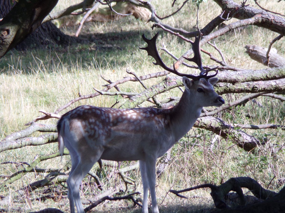 SarahpPhotogra1's tweet photo. Fallow Deer, taken at @AttinghamParkNT @NTmidlands @nationaltrust 

#photography #photographer #FallowDeer #Deer #Attingham #AttinghamPark #NationalTrust https://t.co/bvo8UXOkDg