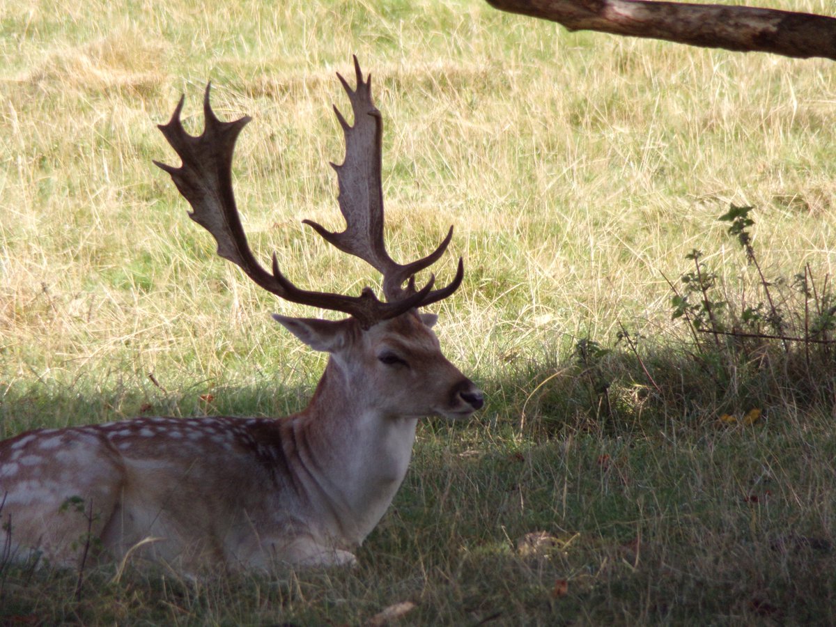 SarahpPhotogra1's tweet photo. Fallow Deer, taken at @AttinghamParkNT @NTmidlands @nationaltrust 

#photography #photographer #FallowDeer #Deer #Attingham #AttinghamPark #NationalTrust https://t.co/bvo8UXOkDg