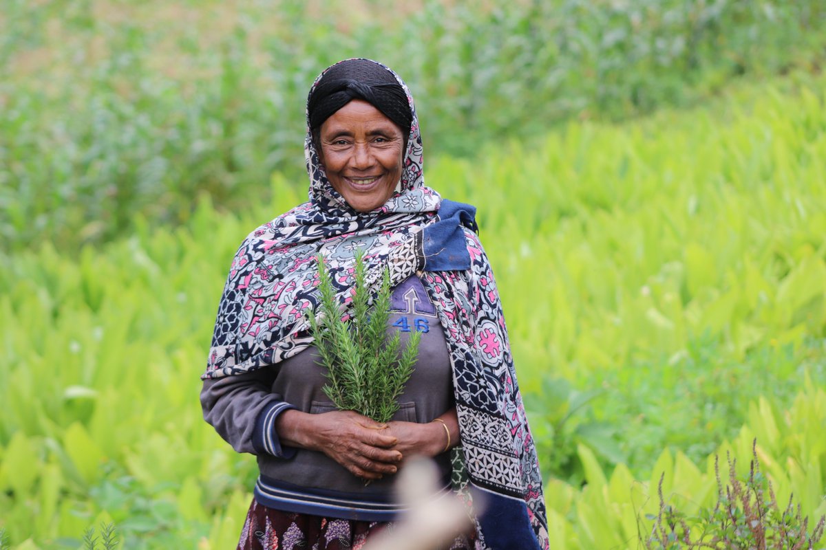 SCALE_2's tweet photo. Our goal to empower female #smallholder farmers continues.
In South West Ethiopia, we have partnered with the female-led Damascene company to promote commercial spices &amp; herbs production. Learn more here: https://t.co/YkWQ3Biiu7

#womeninag  #Womenempowerment #SDGs https://t.co/pXOD4QaGVV