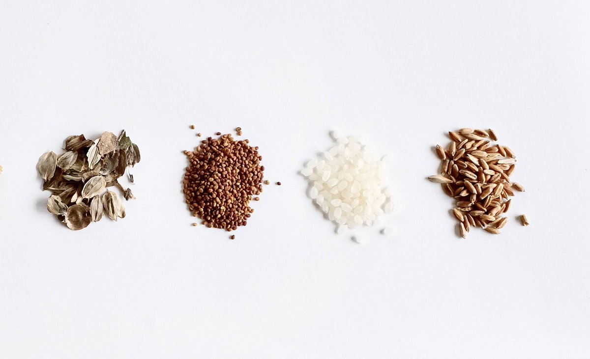 8 perennial grains-#kuraclover, #sorghum, #Kernza, #sainfoin, #silphium, #alfalfa, #rice, &amp; #wheat. These  truly #regenerative plants are part of our efforts to build a to advance just &amp; diverse #perennialgrain agriculture at scale.