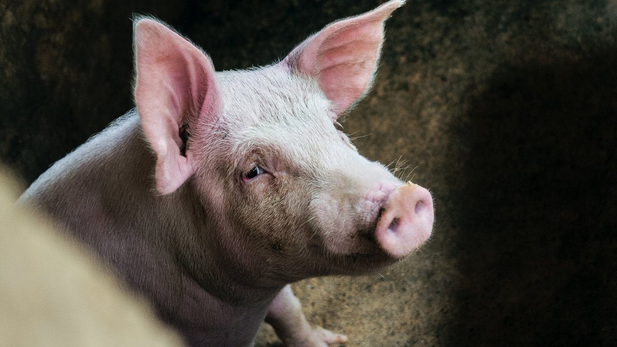 journal_animal's tweet image. #article : Variation in faecal #digestibility values related to feed efficiency traits of grower-finisher pigs🐷🐖 (L.M.G.Verschuren et al) doi.org/10.1016/j.anim… 
@ElsevierVetNews @INRAE_DPT_PHASE @BSAS_org @EAAPofficial
