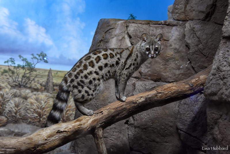 CincinnatiZoo's tweet photo. Excellent binocular vision enables the genet to accurately judge distances, an important skill for leaping and pouncing! https://t.co/vYBUUVHKXT