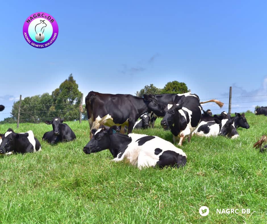 NAGRC_DB's tweet image. #DidYouKnow
@NAGRC_DB Semen is available for pure friesian diary breeds at ugx 4000.

#Averageperformance
*Milk yield per lactation: 8000 litres
*Potential yield: 40-50 litres/day
*Butter fat: 3.5%
*Protein: 3.3%