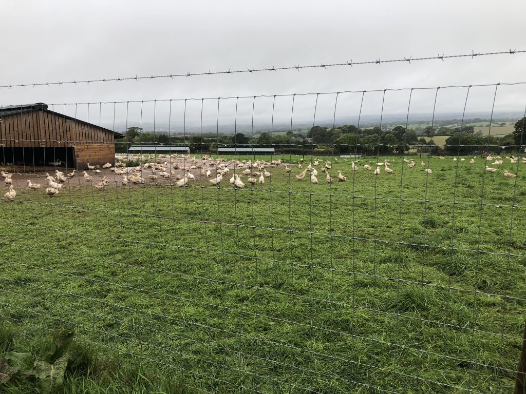 CreditonMilling's tweet photo. We cannot wait to see everyone tomorrow at Lower Henland Farm near Cullompton for our next Beyond the Gate meeting 🦆 @CMCBtg 
Please email for any last minute bookings: ☎️btg@creditonmilling.co.uk https://t.co/0hwdD2IZiK