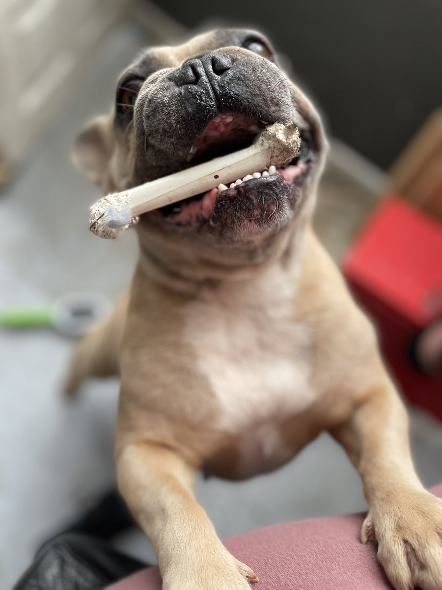 coco_th's tweet photo. Happy #tuesday 🐾 🦴 #frenchie #happyCoco 💖 https://t.co/esmE2jqzOr
