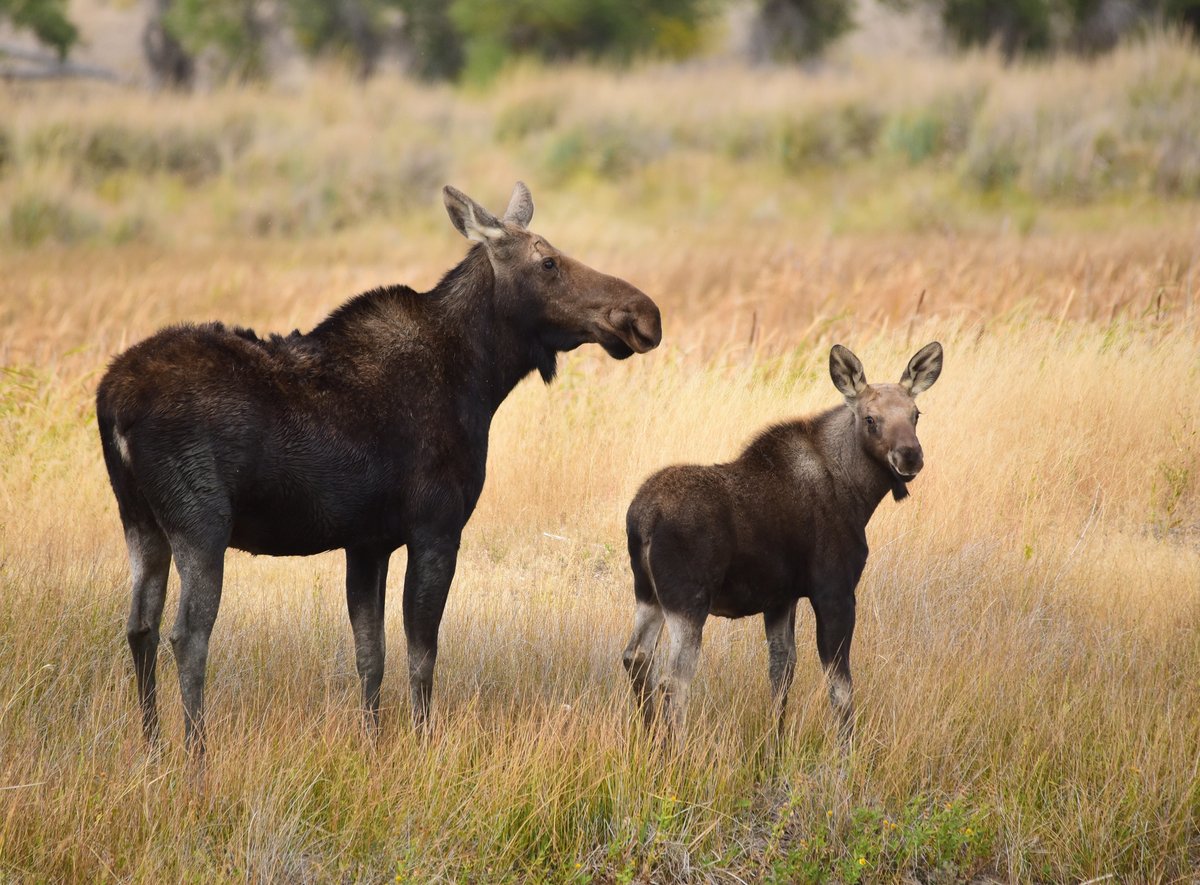 U.S. Fish and Wildlife Service tweet media