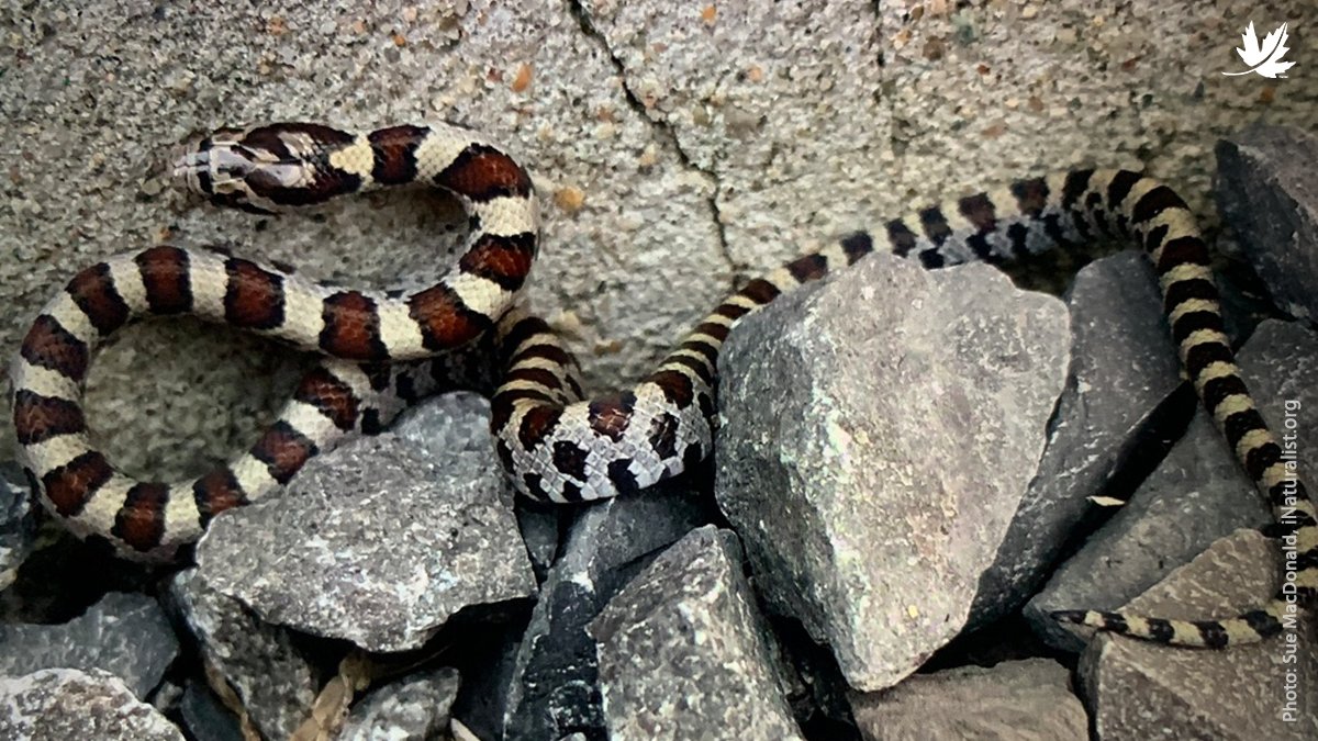 NCC_CNC's tweet photo. The eastern milksnake is non-venomous and found in Ontario &amp; Quebec. Though widespread, they're declining due to habitat loss, road mortality &amp; unnaturally high mortality from predators. During #NCCBioBlitz 2021, there was 1 observation of this snake near Kanata, ON. https://t.co/wZtMhiu08P