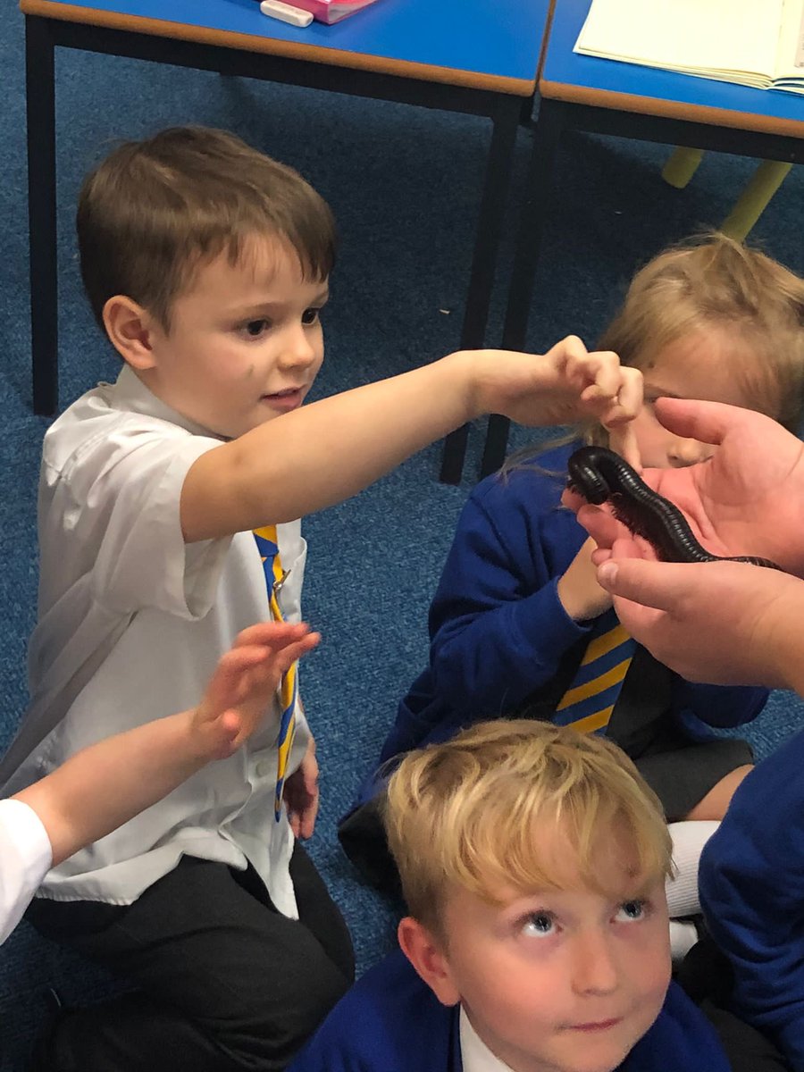 JamesBrindleyPS's tweet photo. Finally our last animal guest was Lilly the millipede. A huge thank you to our animal expert Emily, you were fantastic! Thank you @wisciborg for a wonderful session! #howmanylegs #handsonscience #Year1science https://t.co/fYGC3o2qKS