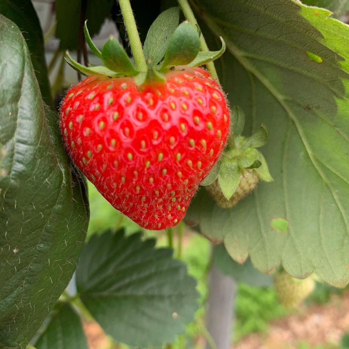 Agronomysilvers's tweet photo. Good day meeting new growers today and crop walking crops that are benefiting from the good weather in September #indoor #outdoor #strawberries🍓 #indoorcabbage #lettuce🥬 #potatoes🥔 #dessication #supportukagriculture🇬🇧 https://t.co/9GM8ZNuzRV