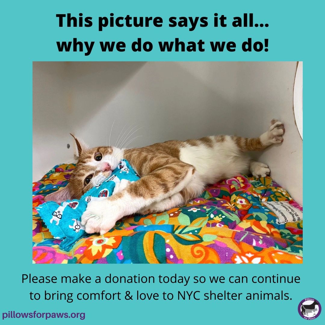 Pillows for Paws tweet media