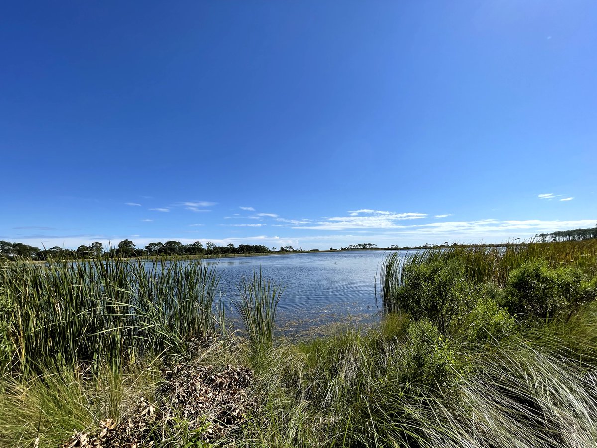 Looking forward to a lot of days that look like this over the next few months. Taken from the picnic area at St. Marks NWR.