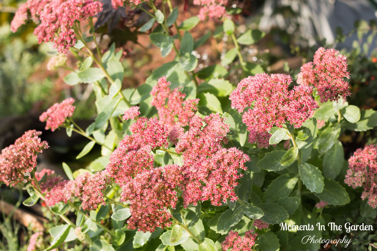 MomentsintheG's tweet photo. Sleeping bee on the sedum autumn joy.  Deeper pink tones as the season progressed.  #seasonprogressing #sleepingbee #plantsattractingbees #sedumautumnjoy #septembergarden #mygarden #sedumautumnjoy #fallplant #perennial #momentsinthegardenphotography https://t.co/U3vsdnu5Tv