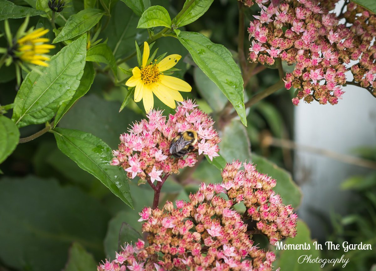 MomentsintheG's tweet photo. Sleeping bee on the sedum autumn joy.  Deeper pink tones as the season progressed.  #seasonprogressing #sleepingbee #plantsattractingbees #sedumautumnjoy #septembergarden #mygarden #sedumautumnjoy #fallplant #perennial #momentsinthegardenphotography https://t.co/U3vsdnu5Tv