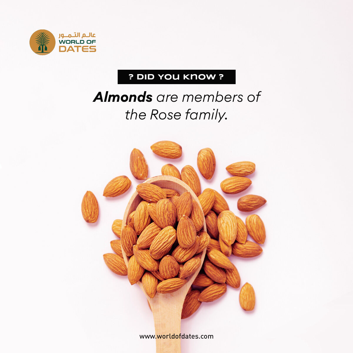 WorldofDates's tweet photo. Almonds are members of the rose family and are therefore also called ‘The queen of the rose family’. Other family members of the almond are the peach and the apricot. 

#healthysnacks #dubai #dubaiinstagram #dubaifood #worldofdates https://t.co/okAwgOWMgC