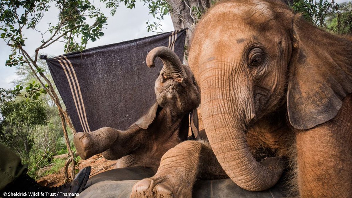 SheldrickTrust's tweet photo. Gregarious Lemeki (on the right) has always sought out adventure and loves to clown around. Her smaller sidekick Thamana acts like her little shadow! Get to know the other orphans in our care and their unique personalities at: https://t.co/2AIu1Bjokn https://t.co/eTR0MEAsvL