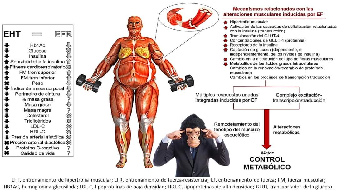 Desayunos para resistencia ala insulina