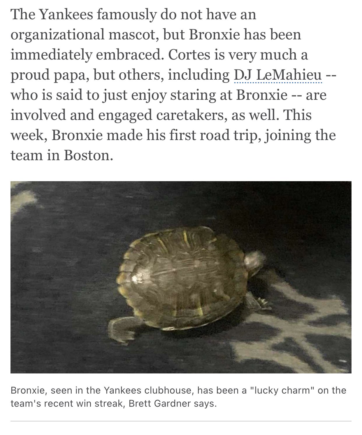 Rodger Sherman on X: future World Series MVP Bronxie the Turtle