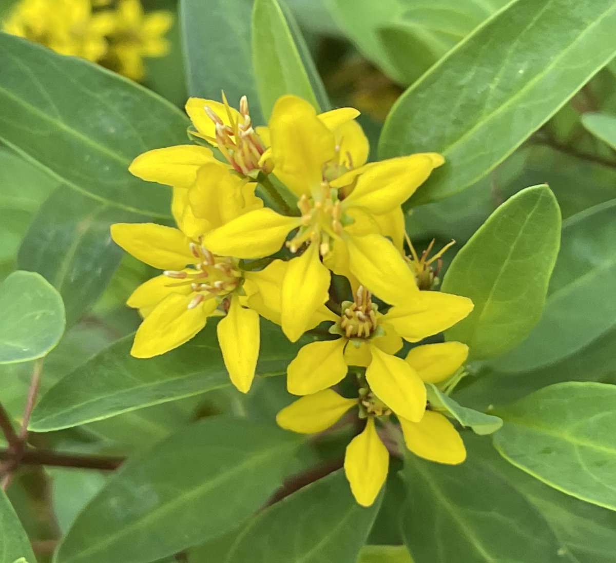 style_edo's tweet photo. こんばんわ😃
Broom, Scotch broom_3
エニシダ
#Flowers #花 https://t.co/EQhCVWljAT