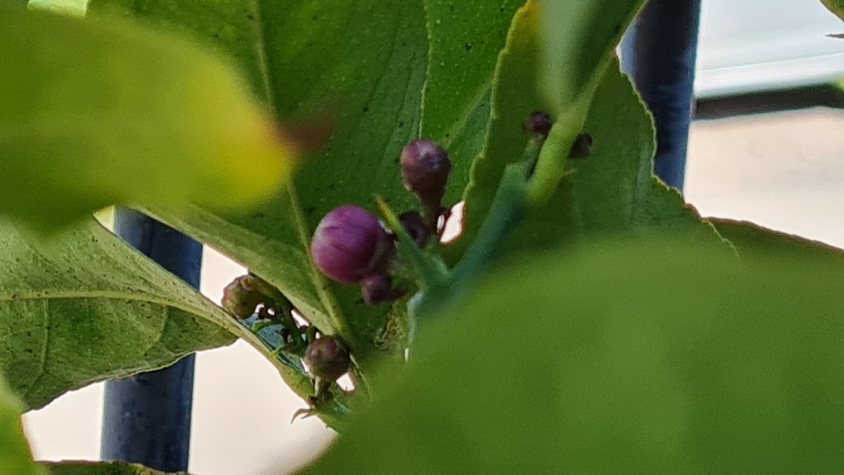 oscarsalas's tweet image. A ver, tuitebotánicos ¿que son esos bulbitos que le salen a un limonero? #ElLibroGordoDePetete #Escoba #NoCachiNaDePlantas #ArbolNoEsPlanta #BastaDeHashtags #DisimulaIgnoranciaConHumorMalo #HoldMyBoomer