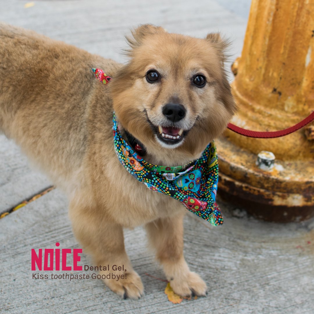 noicecare's tweet photo. Happy Tuesday, everyone! ๐ We hope your day is as bright as your smile!
(Remember, NOICE toothpaste is not recommended for your pets)
#CharcoalTOothpaste #NOCIEcare #tuesday https://t.co/Y8o0bcgBNs