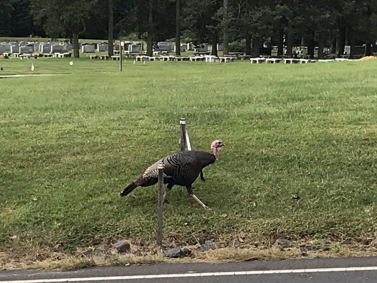 RRickman20's tweet photo. SPOTTING: I caught Ben the Turkey strutting up and down Bristol Road in Bensalem this morning, just down the street from his new sign! https://t.co/EK832hrRSU