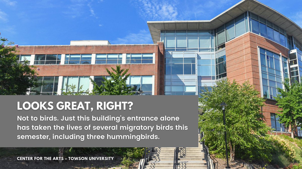 LightsOutTU's tweet image. All over the @TowsonU campus, birds are falling victim to window collisions. At the Center for the Arts, the entrance alone has been dangerous this semester.
Please report any bird you see to us to help drive decision-makers at TU.
#birds #windowcollisions #lightsout #wildlife