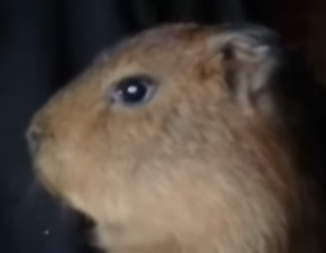 Leon Massey tweet media