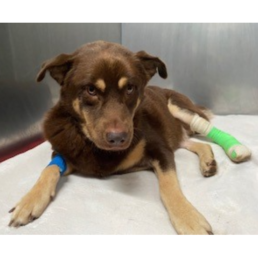 RTZCLE's tweet photo. Please #helpHazel she was hit by car and then owners abandoned her on the side of the road. https://t.co/1IAAQB2RXJ #giveCUDDLY #IBelieveinKindness https://t.co/337l7H8Ije