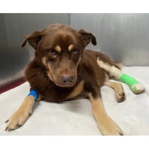 This poor soul was hit by a car and found suffering on the side of the road afterwards. When her owners were contacted by San Antonio Animal Care Services, instead of getting Hazel the medical care she desperately needed her ‘owners' surrendered her!
So this innocent little girl sat and waited in the shelter for someone to rescue her, hoping for the pain to go away. Hunter's Hope saw her puppy dog eyes and knew they HAD to help her! She did not deserve to suffer the way she was - no dog does!
After Hazel was rescued and rushed to the vet, it was discovered that her pelvis and hip were SEVERELY fractured requiring surgery! She is currently hospitalized after undergoing her first surgery last week and is receiving laser treatments to speed the healing and reduce the amount of pain she is in.
Hazel will require a second surgery on her other hip which the vet hopes to do next week. With Hazel's second surgery included, her medical care is going to cost around $3,500.