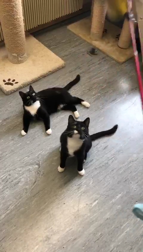 Ey 'up! We're Rupert and Sofia!
We're brother and sister and have been at the Shelter for nearly a month now. We came here after our previous owners circumstances changed 😿
We were quite shy at first, because we didn't know anyone here!