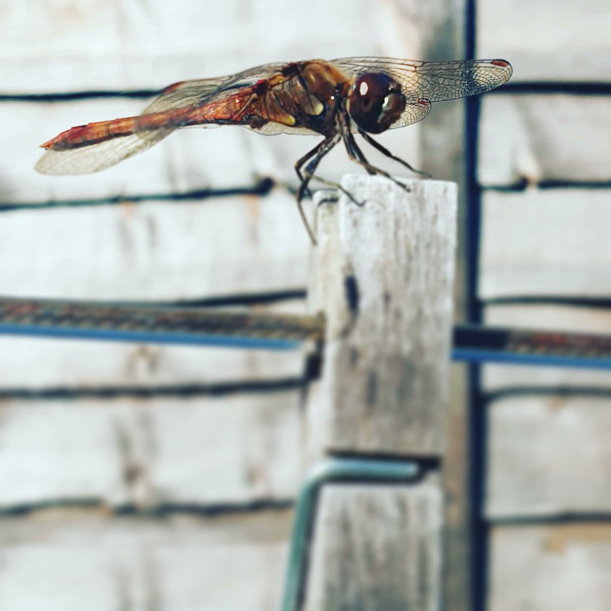 thecraeftcom's tweet photo. #Dragonflies are water nymphs for most of their lives, only the final part of thier existence do they take flight &amp; soar, #symbolising emerging from #emotions, being present and finding clear #thoughts🌛🌕🌜💋 #wiccalifestyle #witch #wish #magick #dreams #airelement #waterelement https://t.co/HTRKOn7ZBC