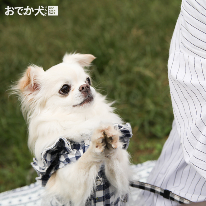 おでか犬 Dec ドッグフォトグラファーkida の 写真で一言 お願い 一生のお願い 嵐のdvdを買って 松潤のウィンクが見たいのよ ドッグフォトグラファーkida 愛犬撮影会 カメラマンkida 追分市民の森 おねだりポーズ ワンコのおねだり