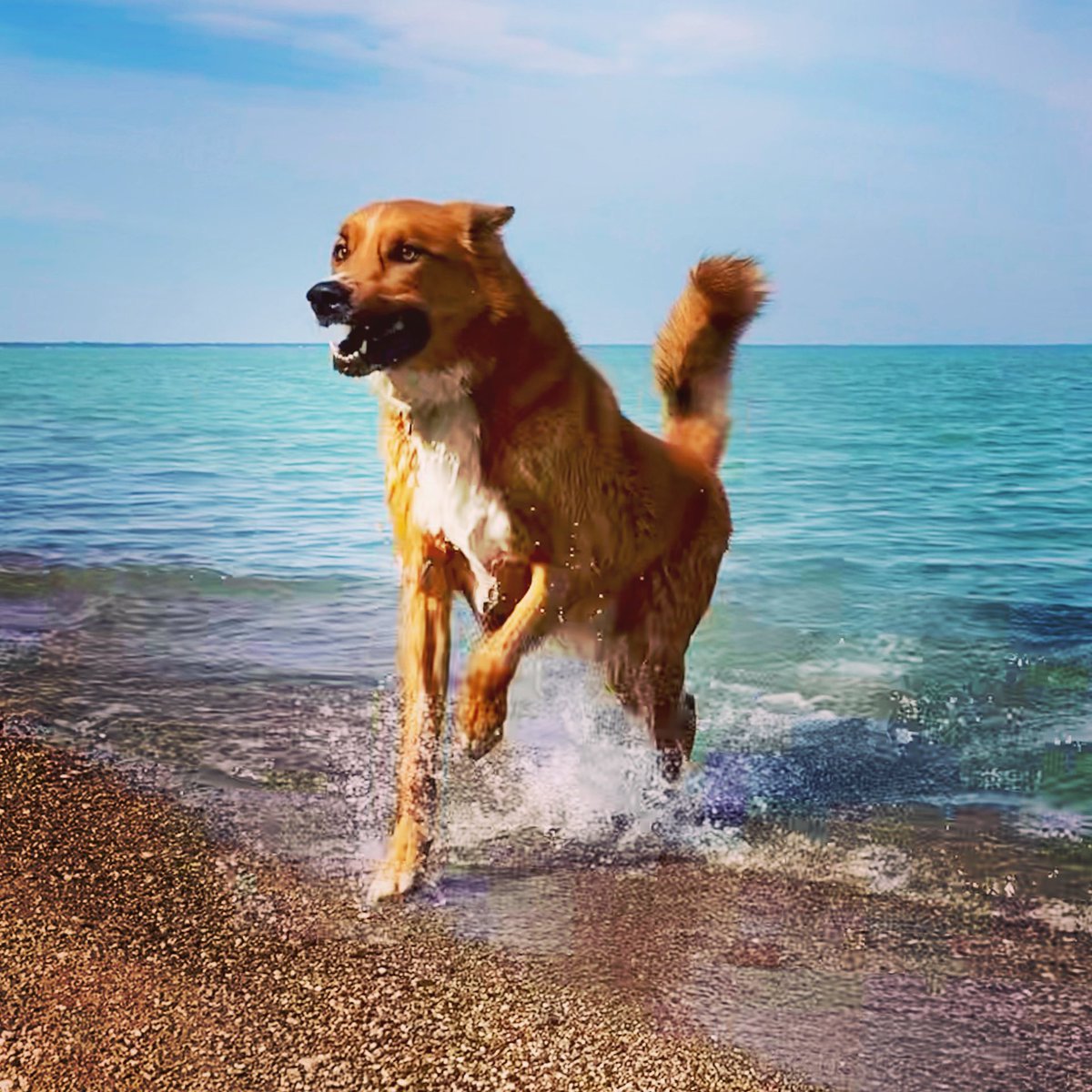 riley_roo_dog's tweet photo. Hi friends! We went to the beach yesterday, I had fun swimming and sniffing all the things washed up on shore. #beach #BeachPlease #fall #autumn #LakeHuron #GreatLakes #LakeLife #DogsOfCanada #OntBlueCoast🌊 #BlueWater #BigRedDog #SplishSplash #dog #JustKeepSwimming #RileyRooDog https://t.co/DoXrwijUOD