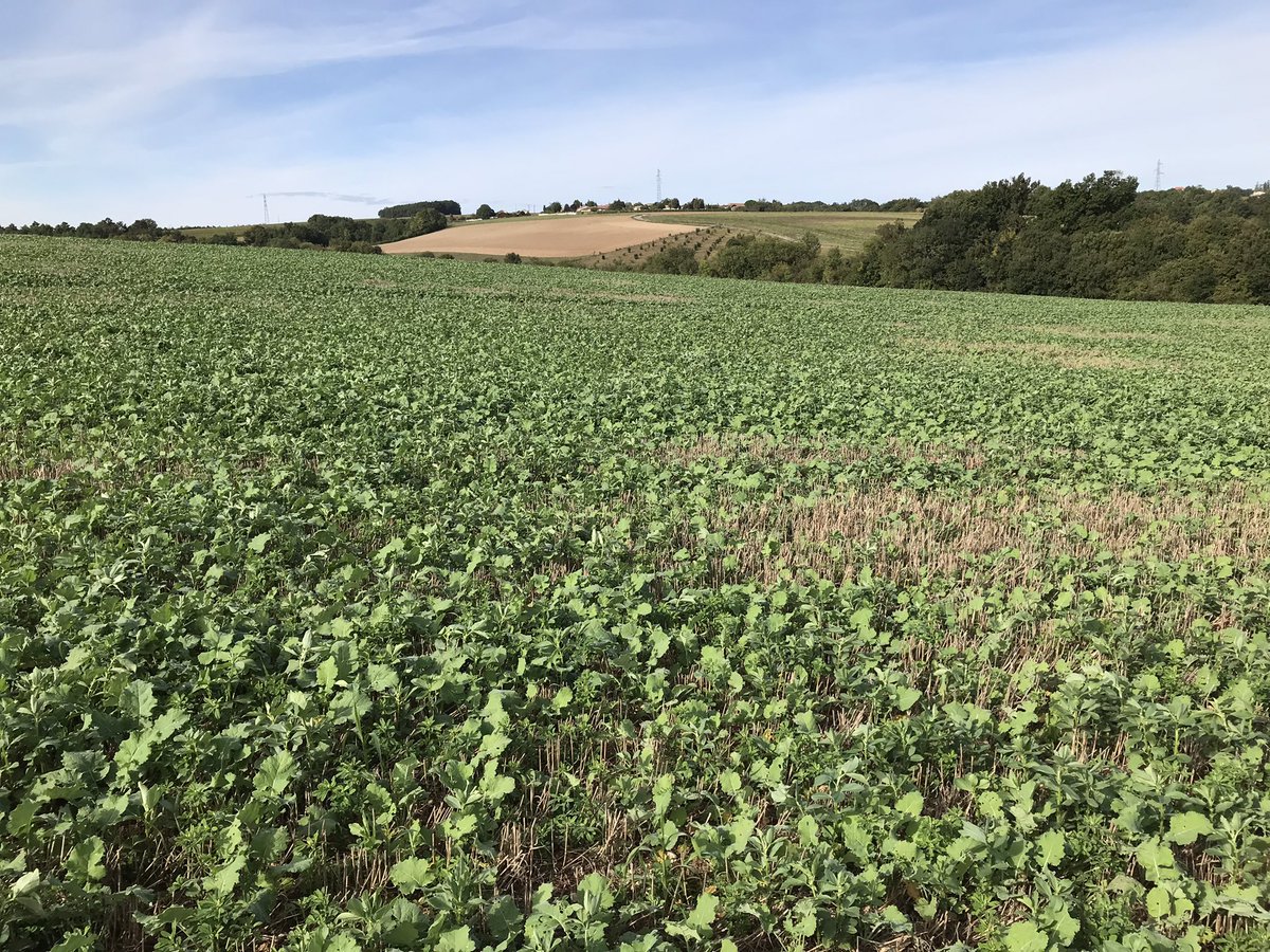 Bgovaert1's tweet photo. #colza en ACS 👍🏻en bonne compagnie 🥰pour affronter l’hiver 🥶 et les agressions naturelles insectes 🐛 🦟 #melilot #feverole #fenugrec https://t.co/q3zD483LYc